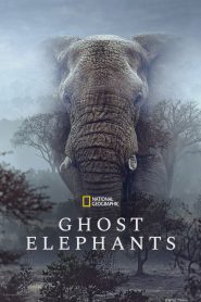 Ghost Elephants (2026) Full Movie Download & Watch Online | Sunflixbd.com